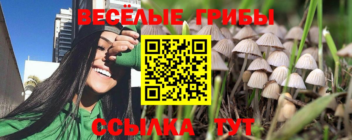 Галлюциногенные грибы Psilocybe Клинцы
